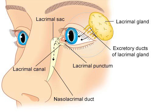 Lacrimal Apparatus Anatomy Structure Parts Functions